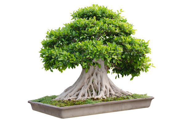 Bonsais - Ficus Retusa