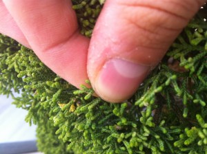 pincement-juniperus-taille-ebonsai-blog