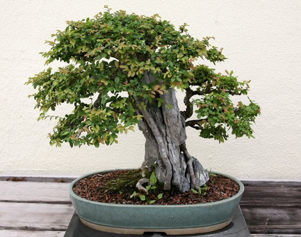 bonsai-orme-de-chine-ulmus-parvifolia
