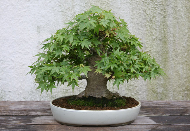 bonsai-acer-palmatum-maple-ebonsai-blog