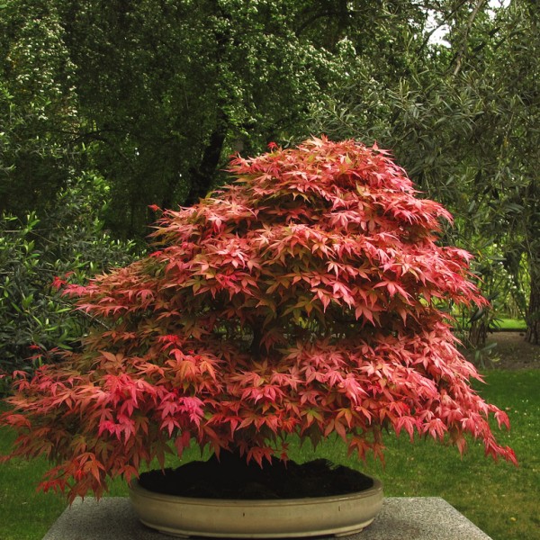 Fiche conseils Bonsaï Metasequoia (Glyptostroboides)