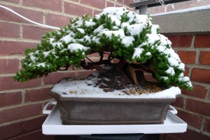 bonsai-protection-hiver