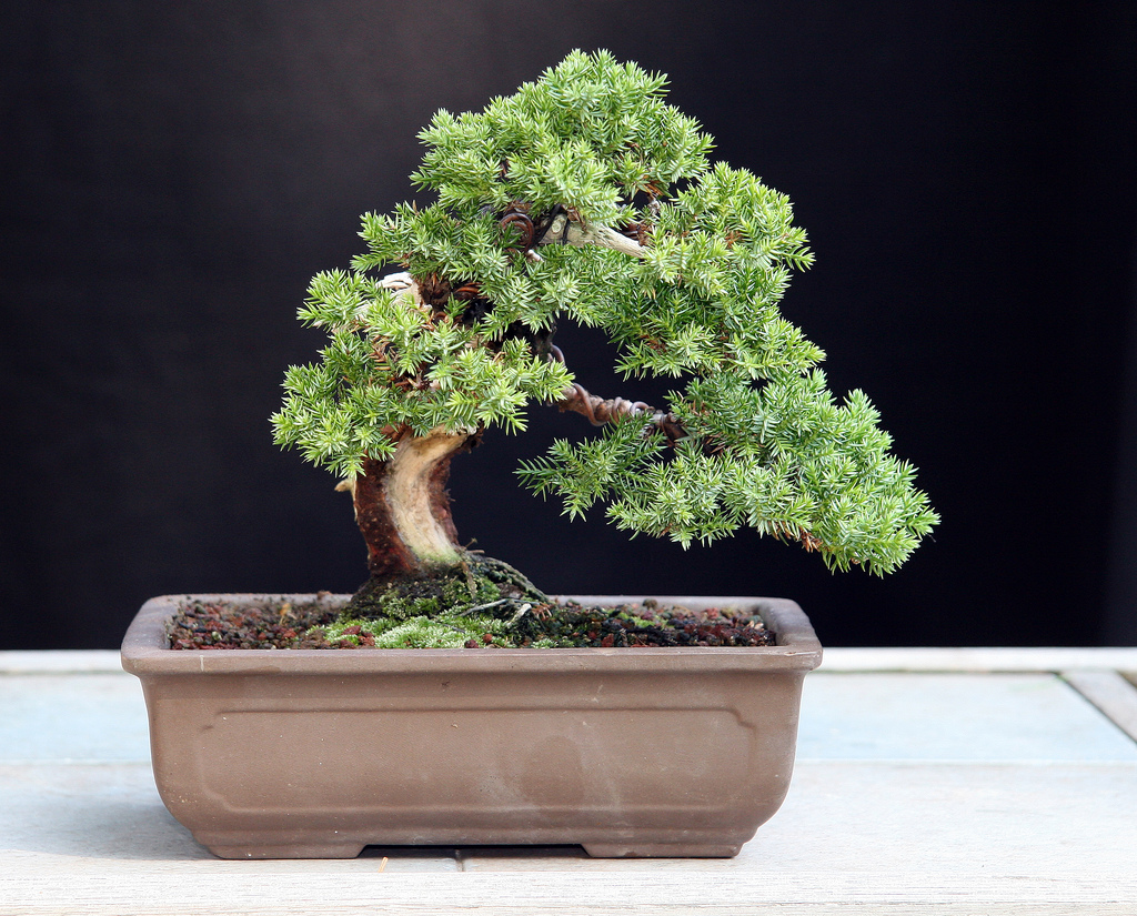 shohin-juniperus-procumbens
