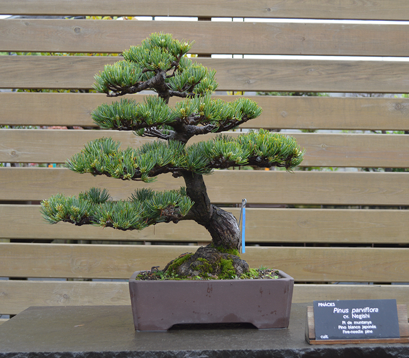 Pinus Parviflora