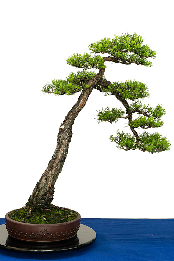 bonsai-style-bunjingi