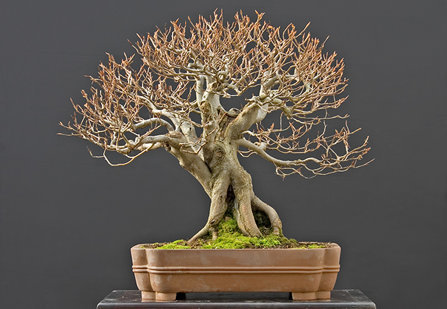 bonsai-effeuillage-defoliation-caducs