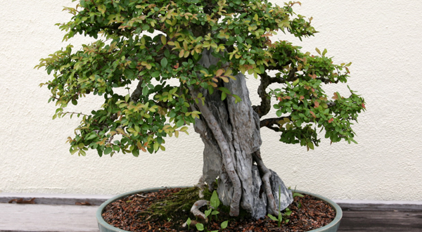 30 Graines Orme De Chine Bonsaï - Ulmus Pumila - Plante Vivace Extérieur Facile à Cultiver