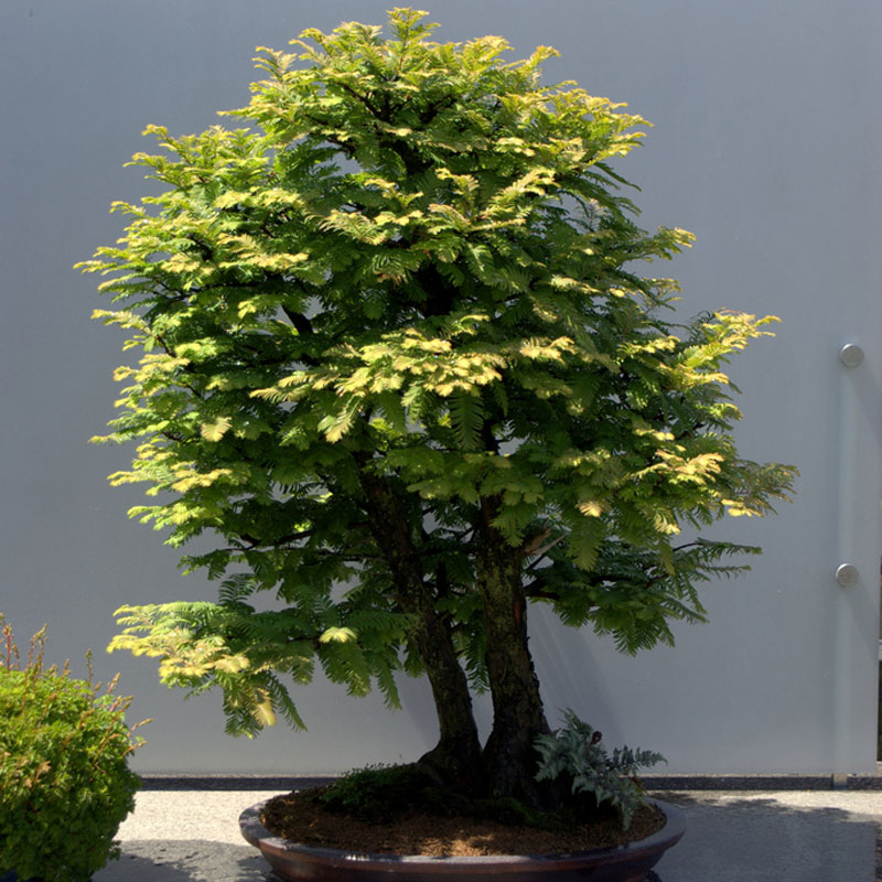 metasequoia bonsai
