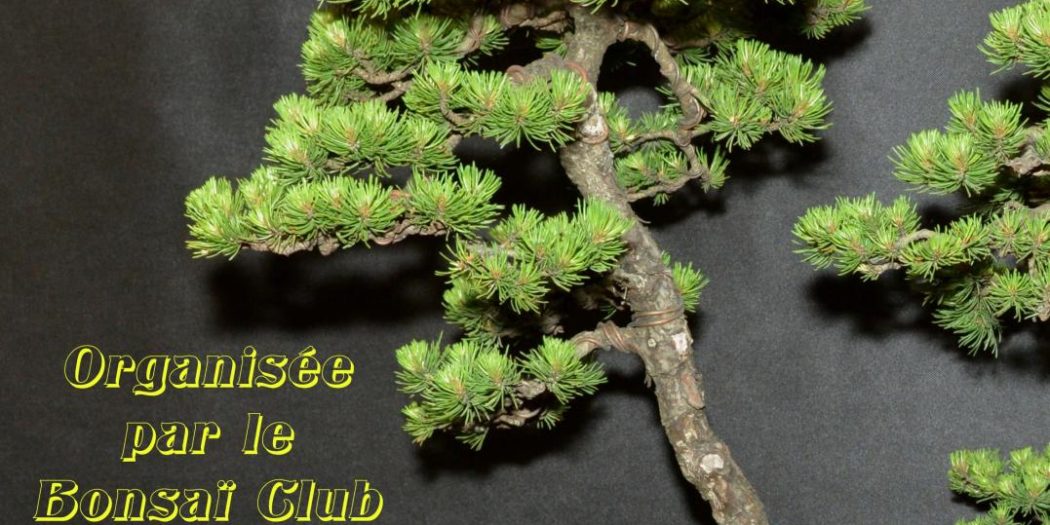Home eBonsai.be Blog pour les amateurs et passionnés de Bonsaïs